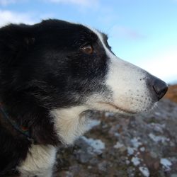 Close-up of a dog