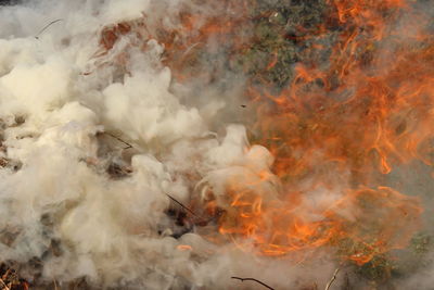 Wild fire in a garden 