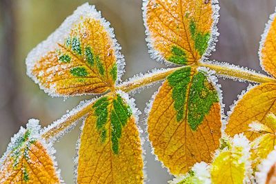 Close-up of flower during winter