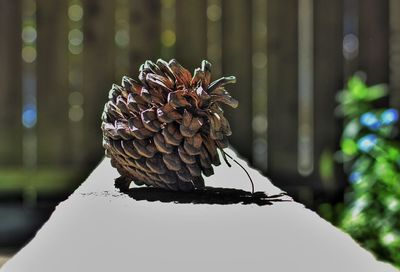 Close-up of flower against blurred background