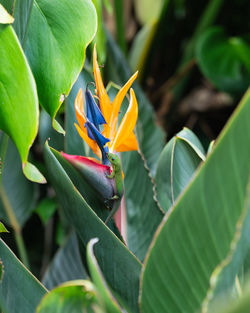 Close-up of plant with colourful lizard