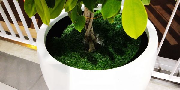 High angle view of potted plant on table