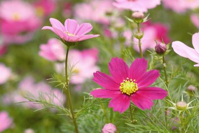 Close-up of pink cosmos flowers