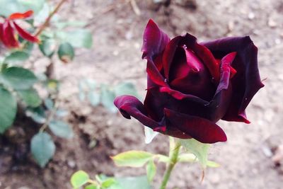 Close-up of red rose