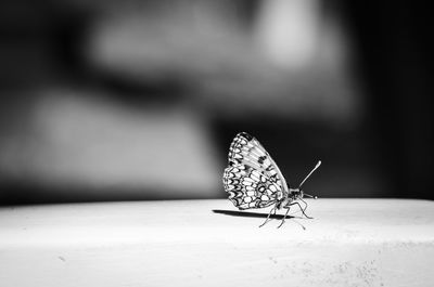 Close-up of butterfly