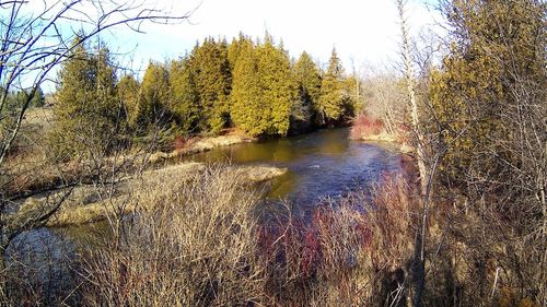 Close-up of turtle in water against sky