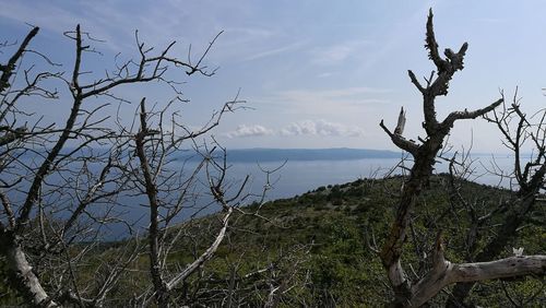 Bare tree by sea against sky