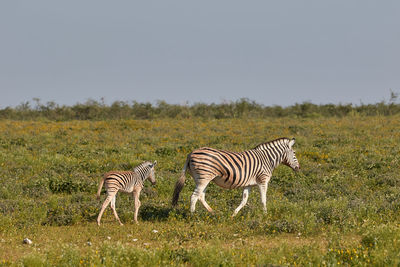 Mother and calf zebra walking through etosha