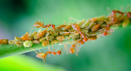 Close-up of insect on leaf