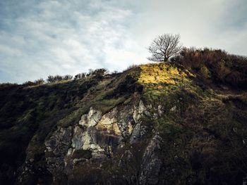 Trees on landscape against sky
