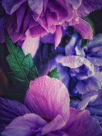 Close-up of purple flowers blooming outdoors