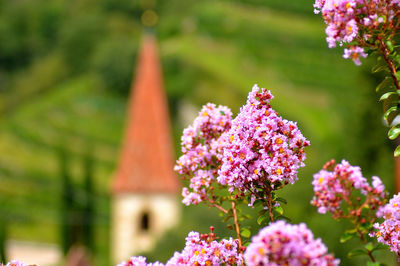 Close-up of pink flowering plant