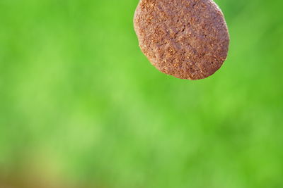 Close-up of fresh green leaf