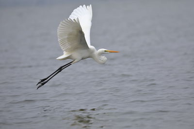 A great egret in flight