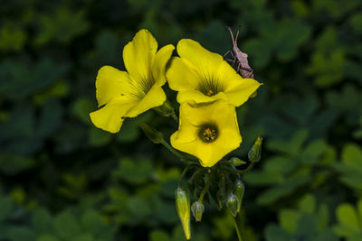 Close-up of yellow flowering plant