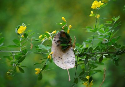 Close-up of butterfly on green leaves