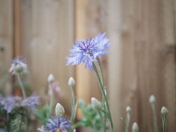 Close-up of purple flowering plant