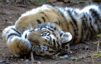 Portrait of tiger cub relaxing on field