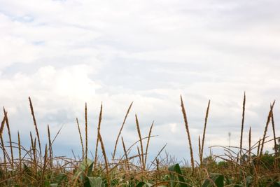 Plants growing on land against sky