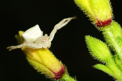 Close-up of caterpillar on plant at night