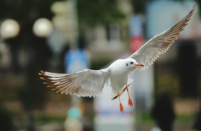 Close-up of bird flying outdoors