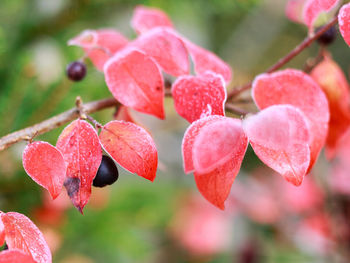 Close-up of red berries growing on tree