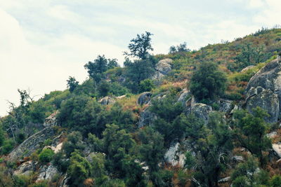 Trees in forest against sky