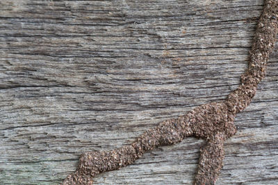 Close-up of wood