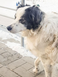 Close-up of dog looking away