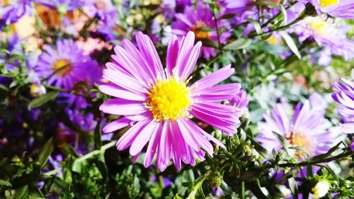 Close-up of purple flowers blooming outdoors