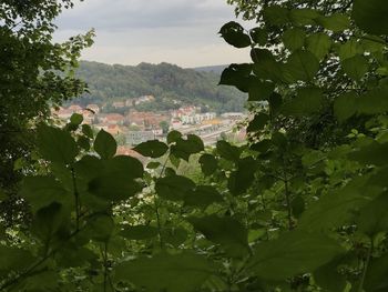 Scenic view of tree mountains against sky