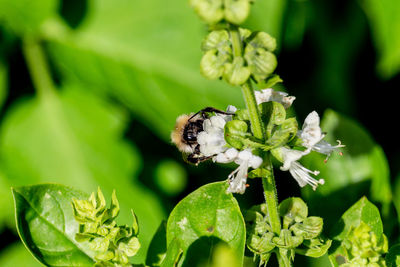 Close-up of bee pollinating on flower