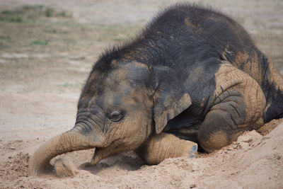 Close-up of elephant on sand