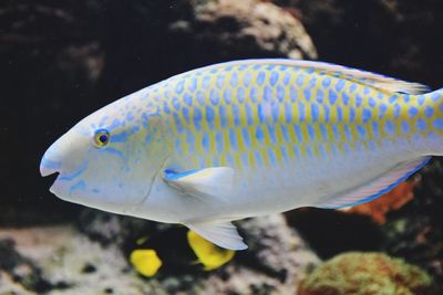 Close-up of fish swimming in aquarium