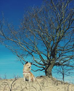 Dog by bare tree against sky during winter