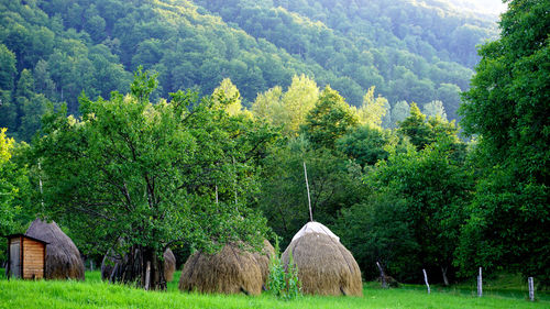 Hay bales on field against trees in forest