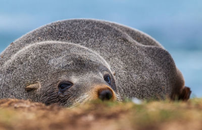 Close-up of an animal resting