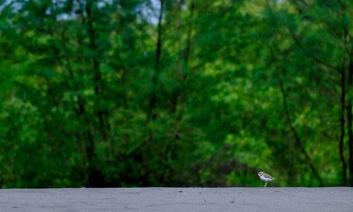 View of a bird on a forest