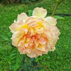 Close-up of yellow rose flower