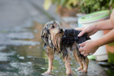 Midsection of person with dog