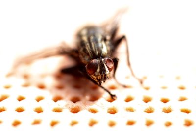 Close-up of insect