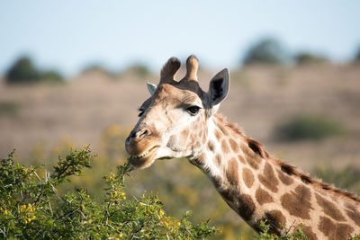 Close-up of giraffe eating from plant