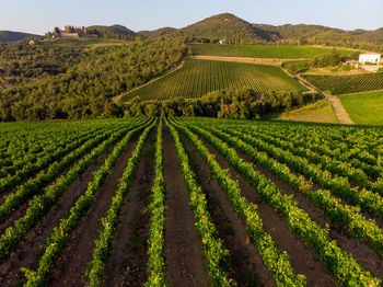 Scenic view of vineyard