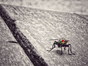 High angle view of insect