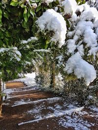 Frozen trees on landscape during winter