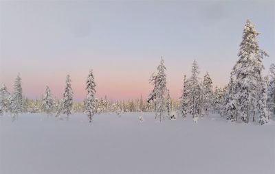 Plants on snow covered land against sky