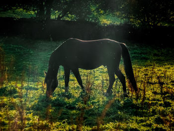 Side view of horse grazing in field