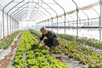 Mature male farmer harvesting lettuce at greenhouse