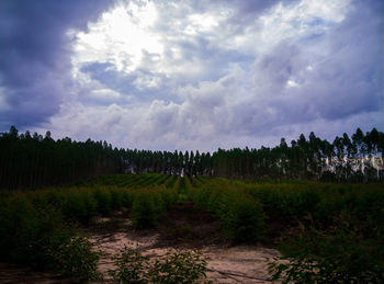 Scenic view of trees growing on field against sky