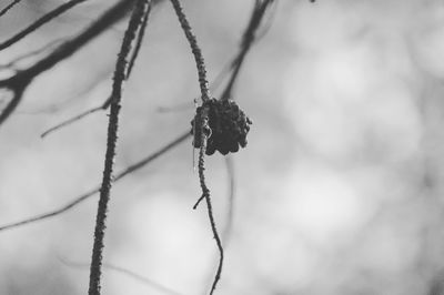 Close-up of insect on plant